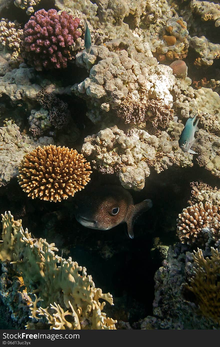 A big porcupinefish hidden in coral reef. A big porcupinefish hidden in coral reef.