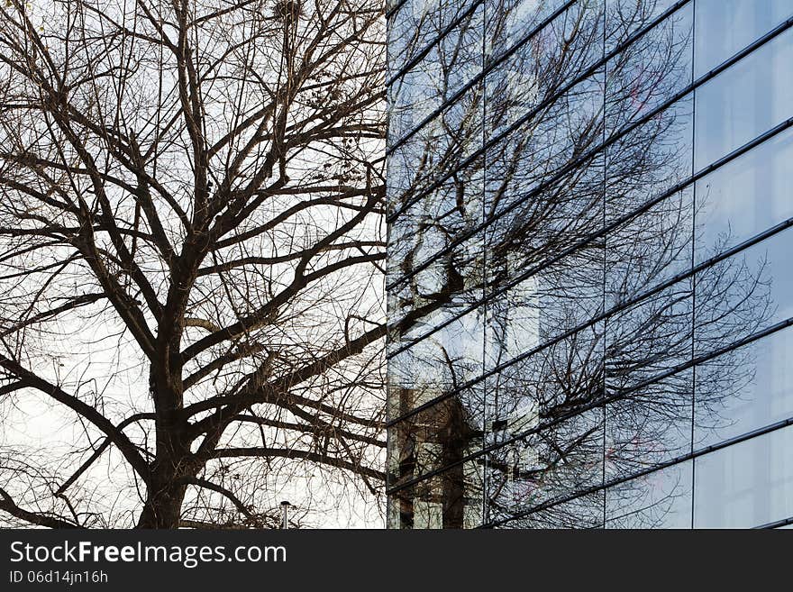 Reflections of a tree melting together with the tree. Reflections of a tree melting together with the tree.