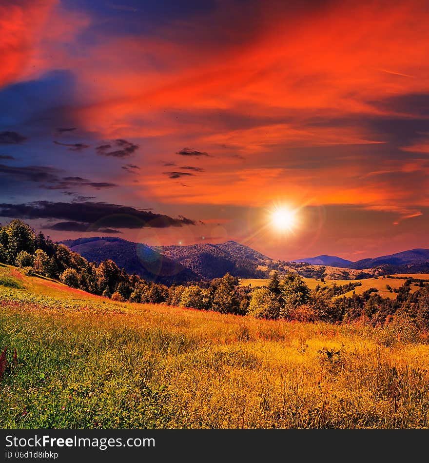 Coniferous forest on a steep mountain slope