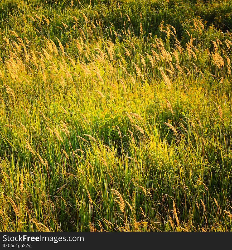 Summer Sunny Green Grass Background