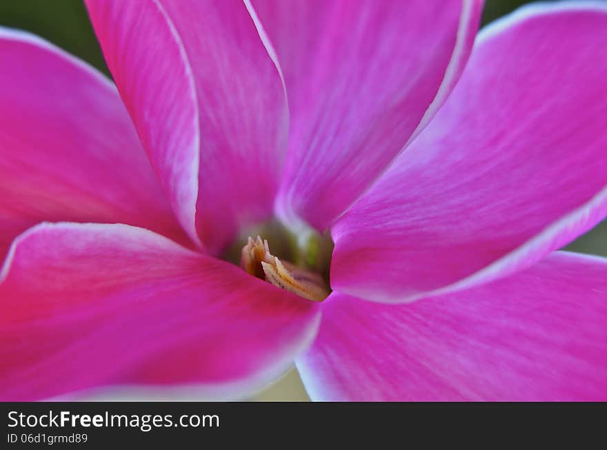 Pink Cyclamen