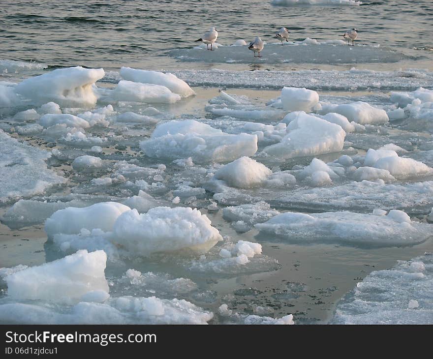 Seagulls on ice