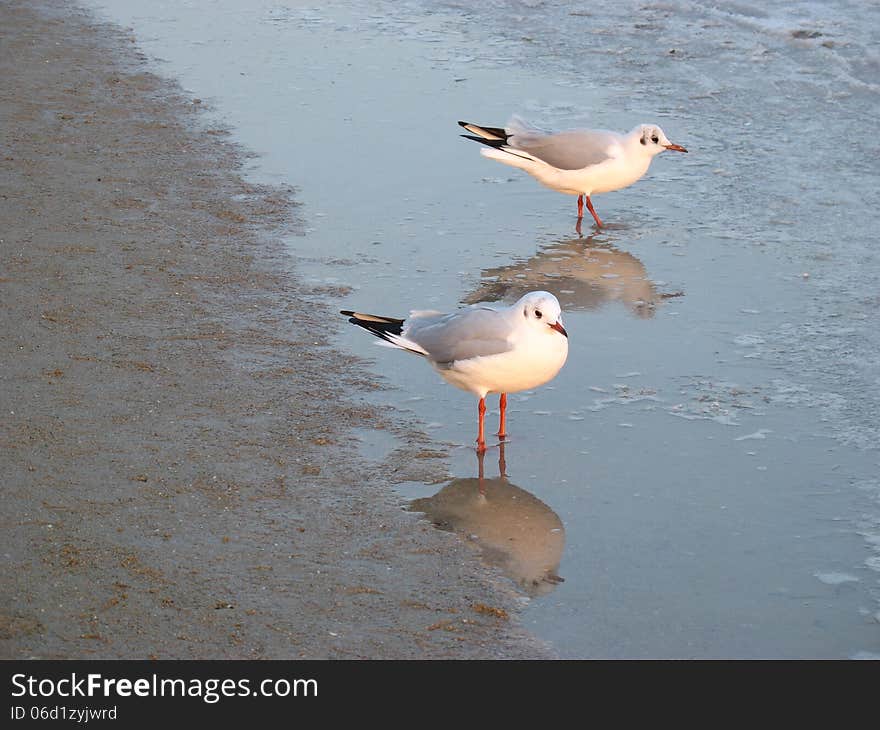 Seagulls on the shore reflected in calm water. Seagulls on the shore reflected in calm water