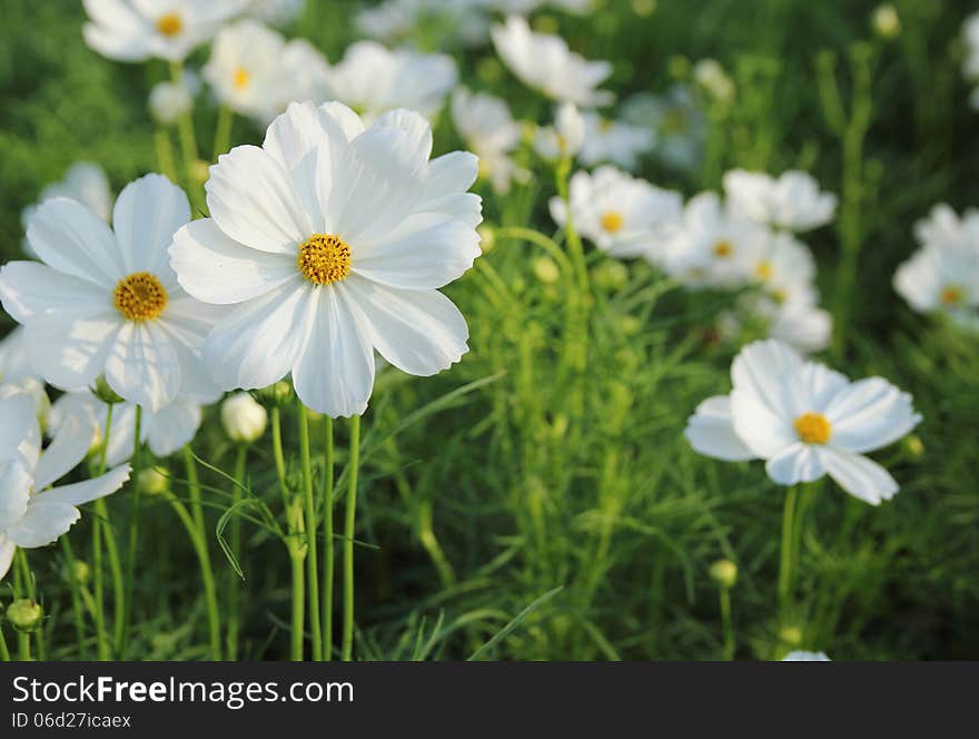 Cosmos flowers in the garden