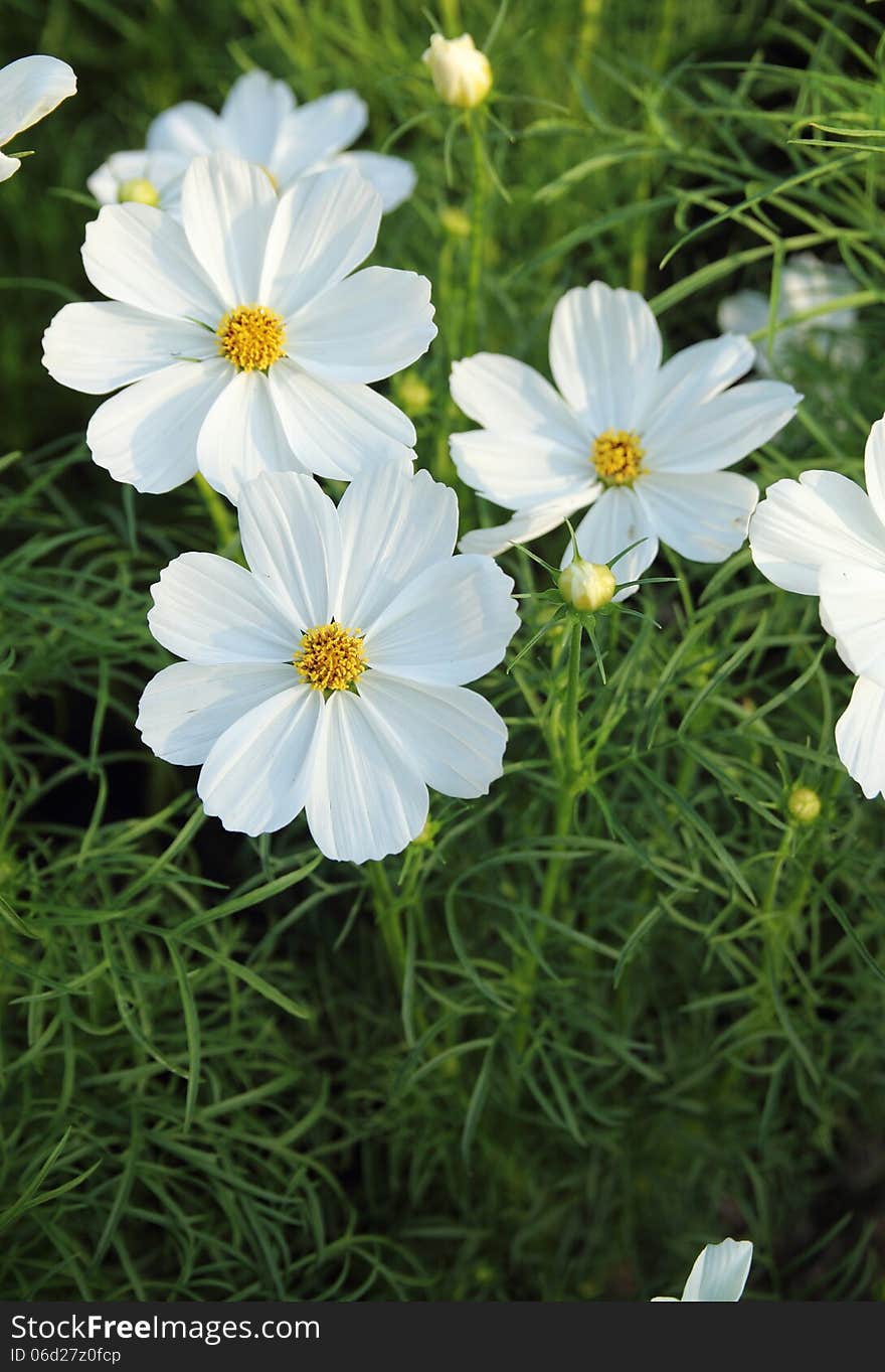 Cosmos flowers in the garden