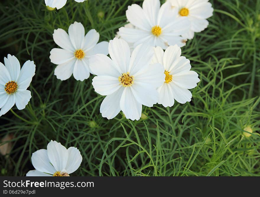 Cosmos flowers in the garden