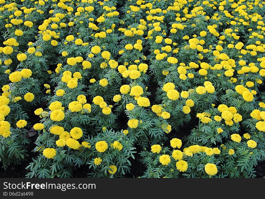 Marigold flower field in the garden