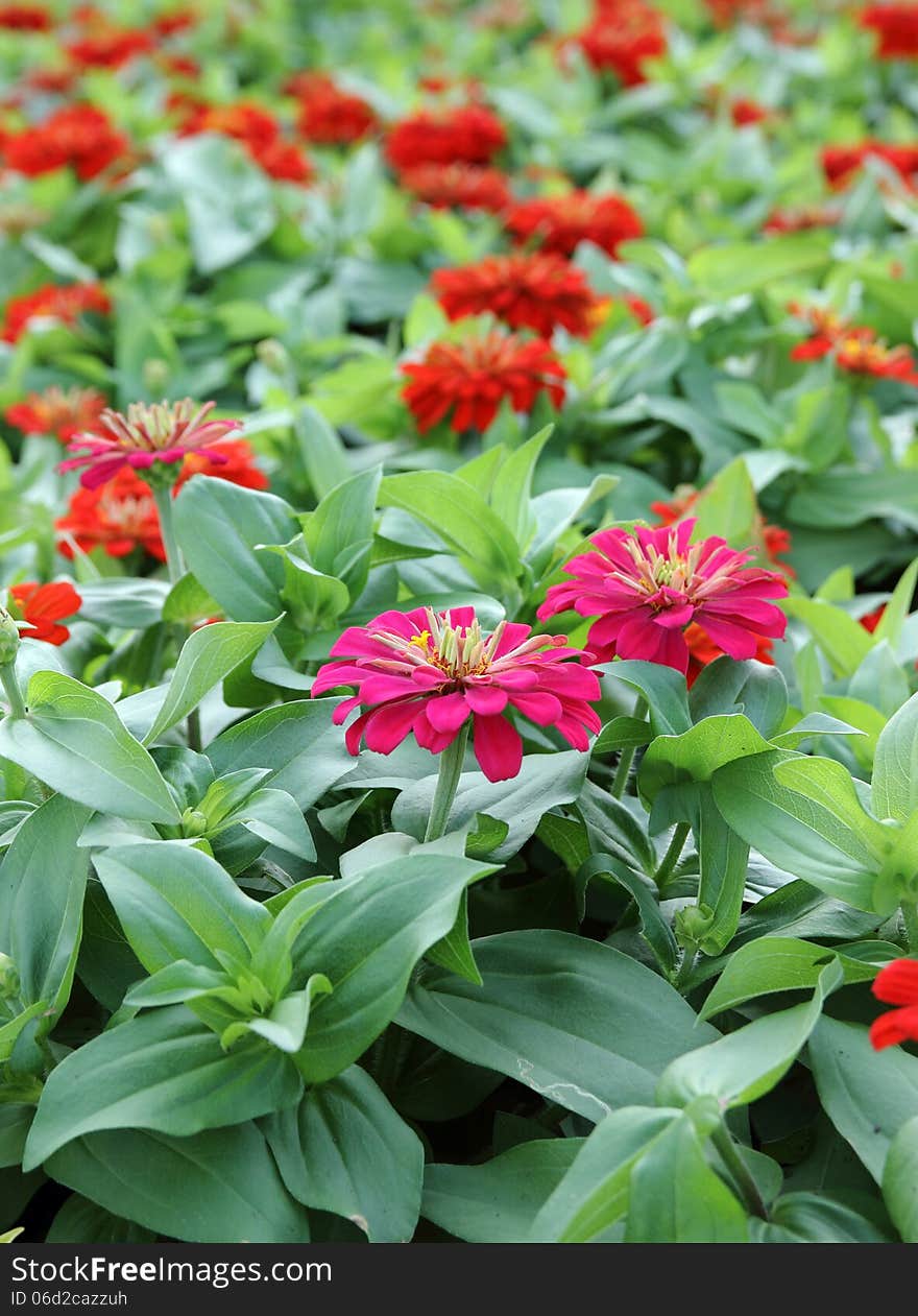 Zinnia flowers in the garden