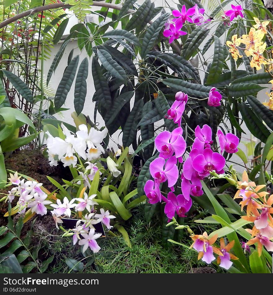 Colorful orchids in bloom in a winter garden setup. Colorful orchids in bloom in a winter garden setup