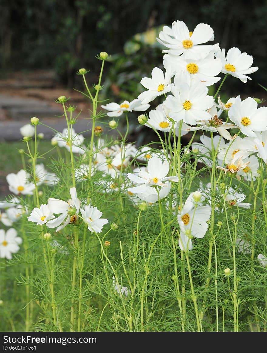 Cosmos flowers in the garden