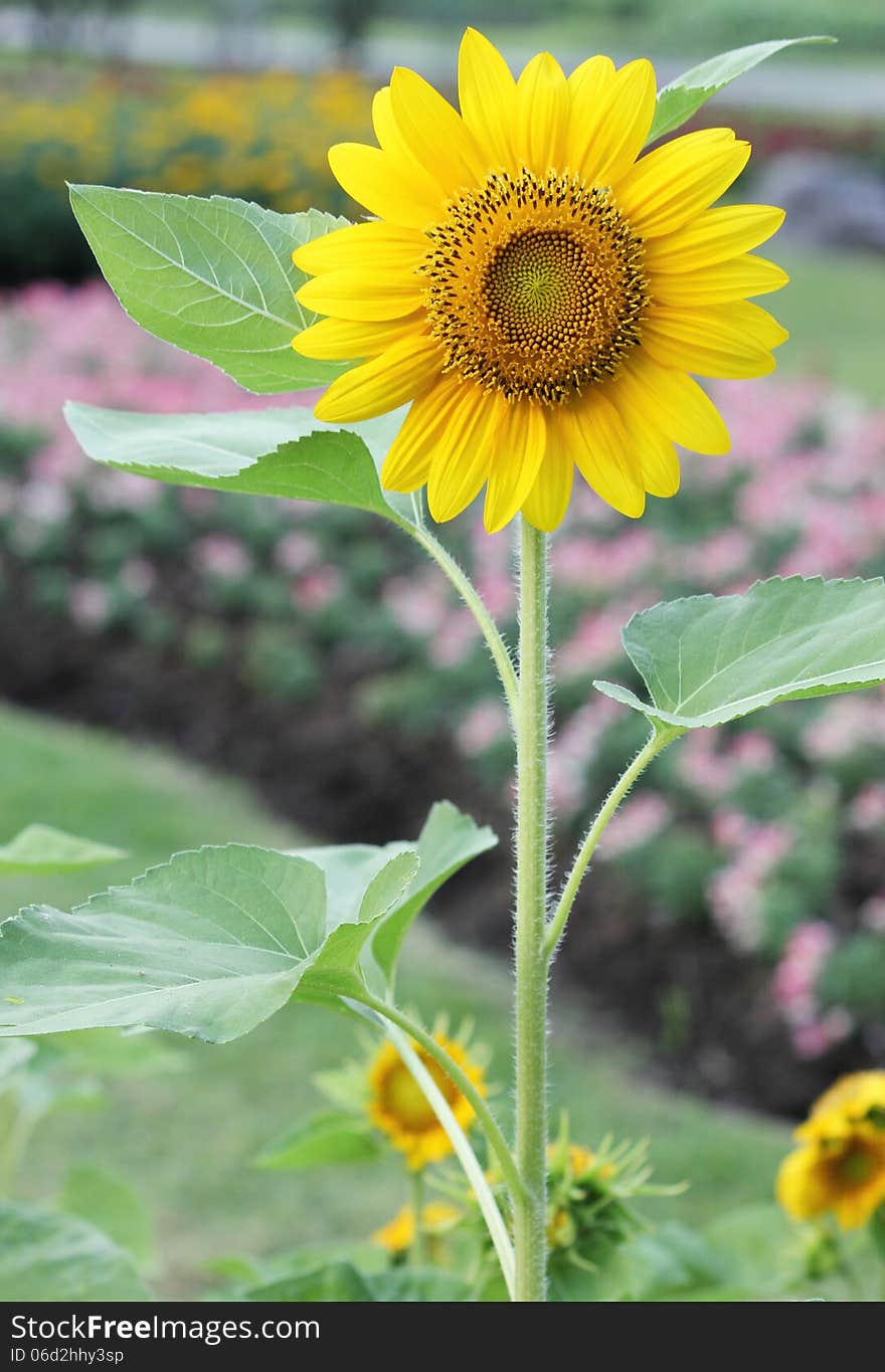 Sunflower in garden