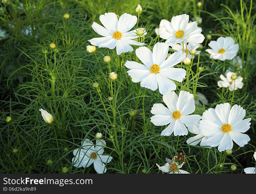 Cosmos flowers in the garden