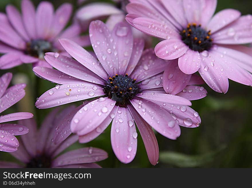 Fresh purple flowers with drops. Fresh purple flowers with drops