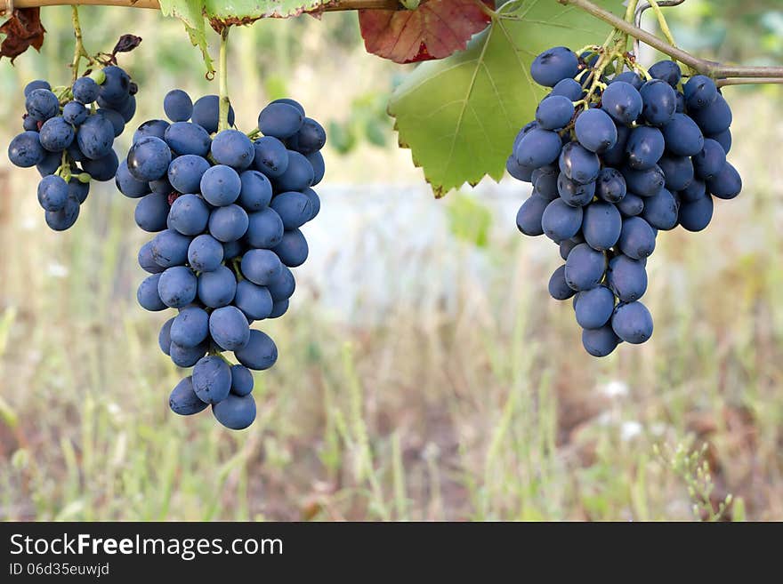 Purple red grapes with green leaves on the vine.