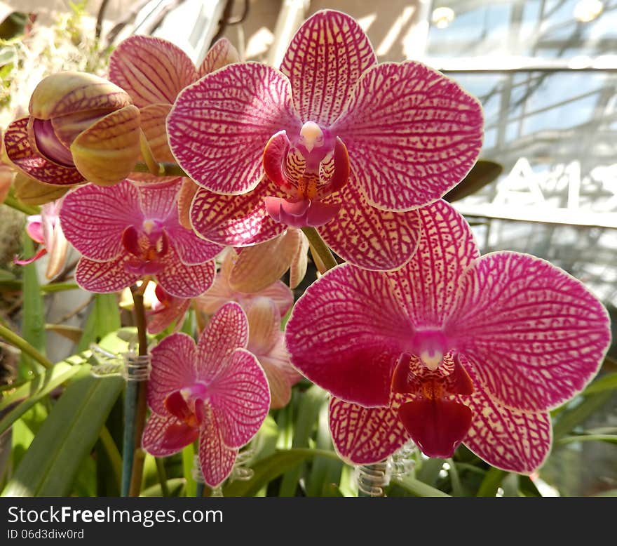 Radiant pink orchids in bloom