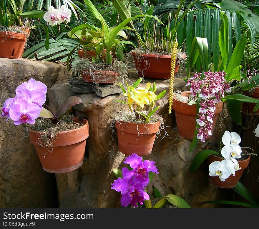 Colorful orchids in flower pots in bloom against a garden background