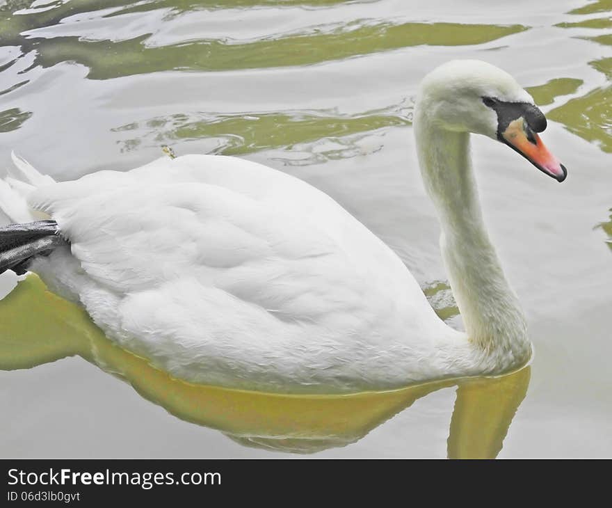 This bird is fond of surfacing on water. This bird is fond of surfacing on water.