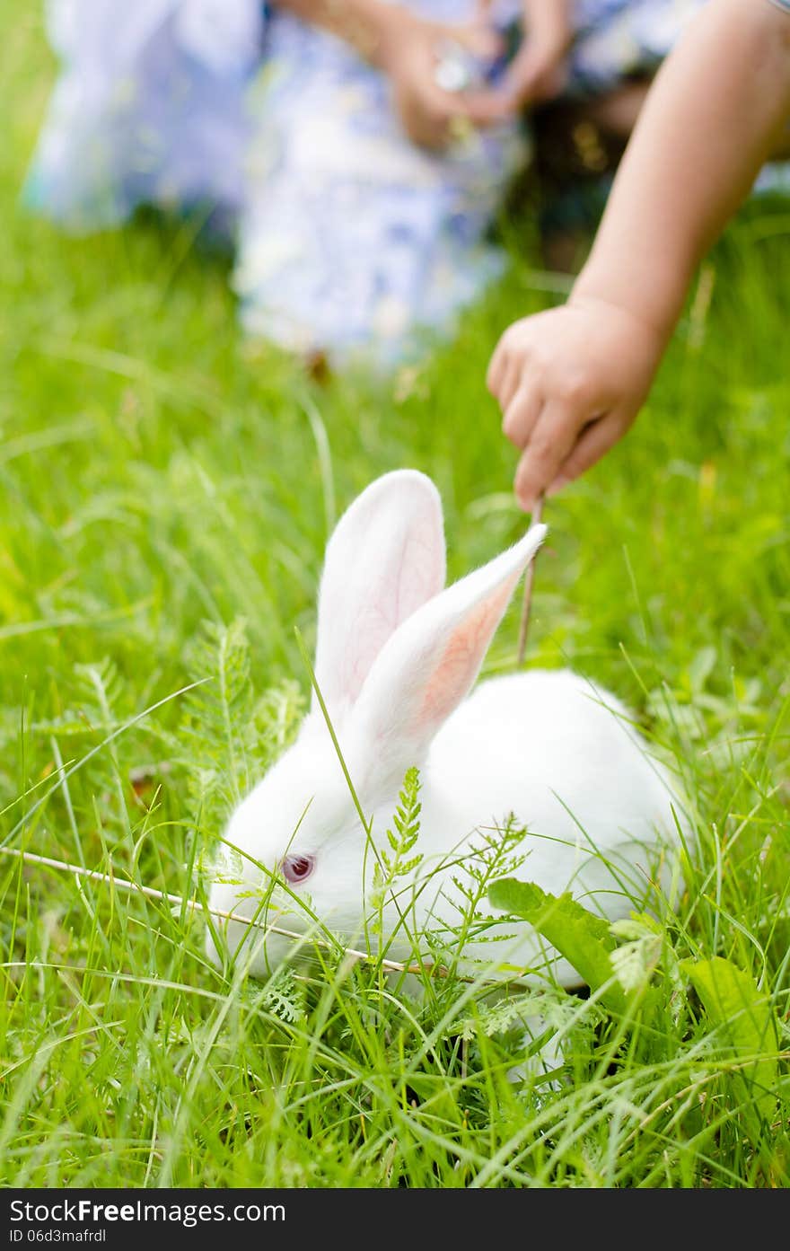 Little hand touching rabbit