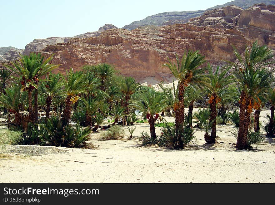 A oasis in desert of sinai in egypt. A oasis in desert of sinai in egypt