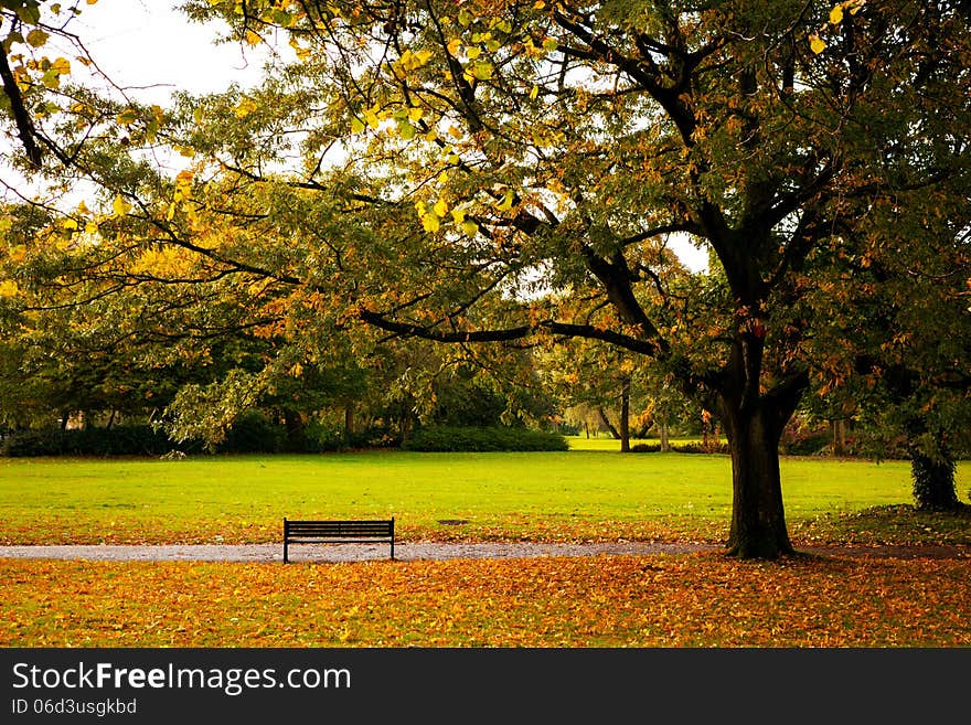 Empty bench under a tree in a park