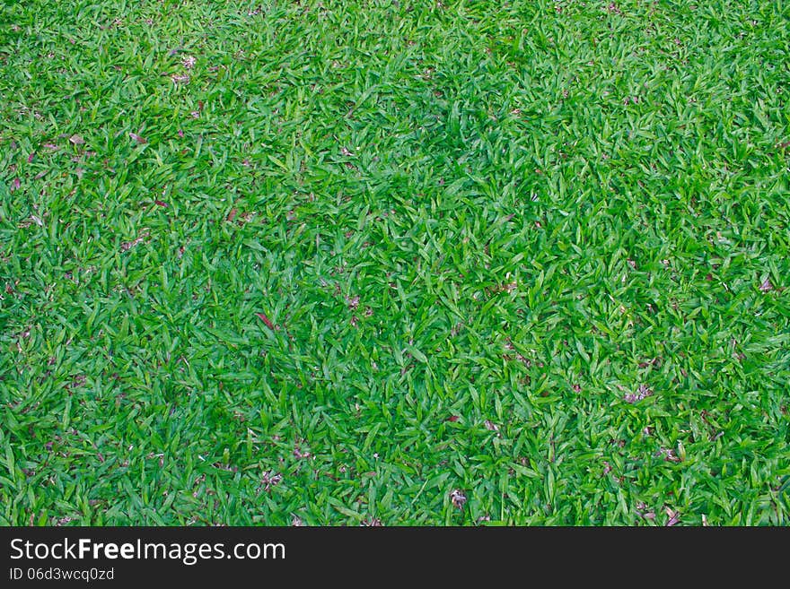 Green grass field background texture in garden