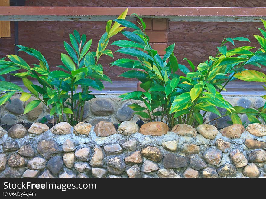 Trees are arranged in flowerpot at outside office