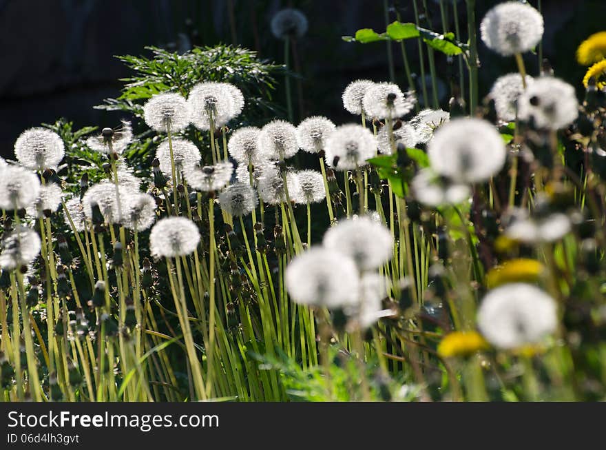 White Dandelions On Black