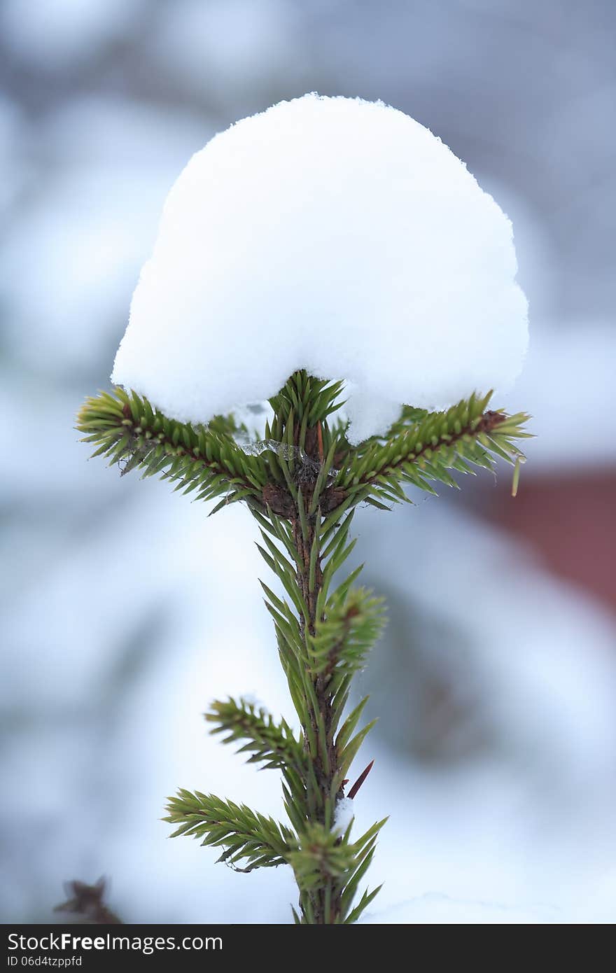 Snow On Fir