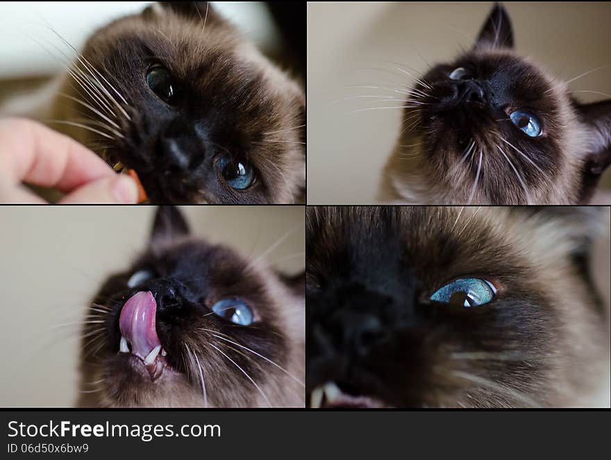 Collage of hungry kitten- eating, looking licking. Collage of hungry kitten- eating, looking licking