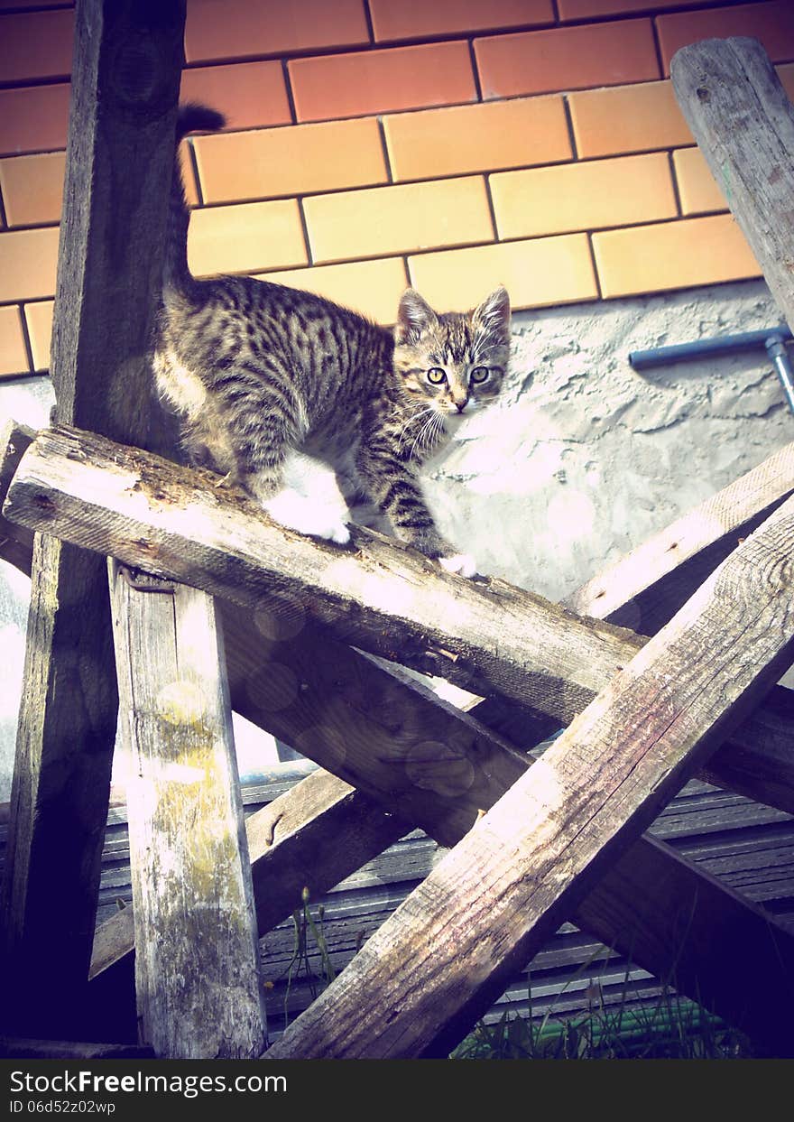 Vintage photo of cute little tabby cat. Vintage photo of cute little tabby cat.