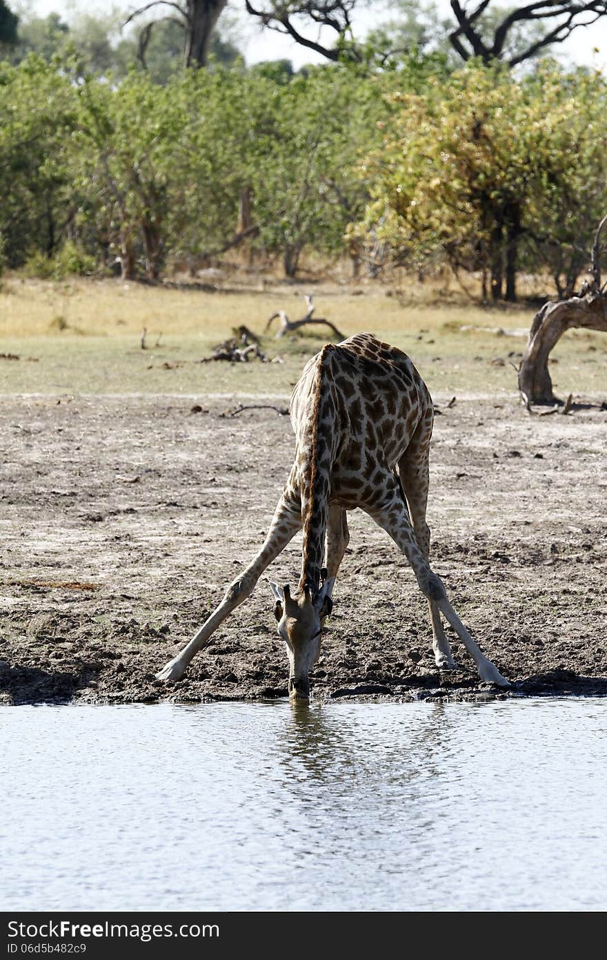 Solitary Giraffe Drinking from a Great Height