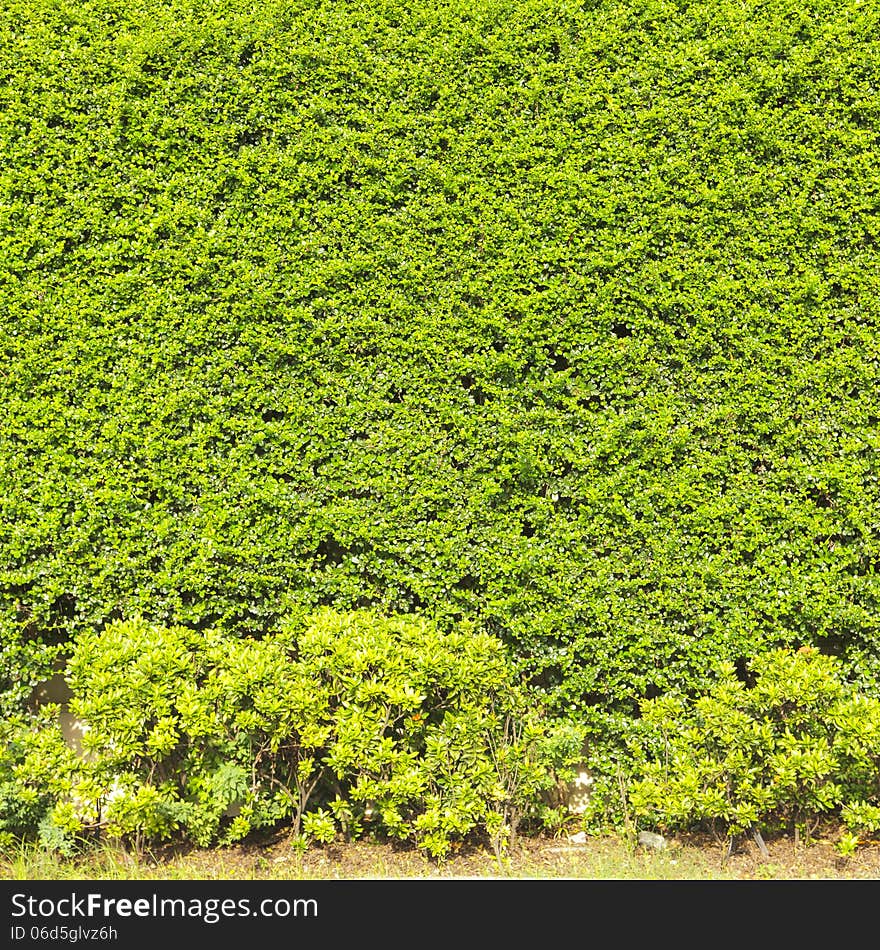 Green Creeper Plant on the wall