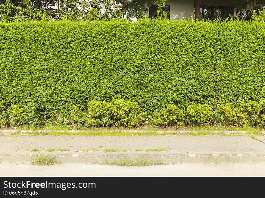 Green Creeper Plant on the wall