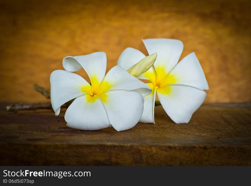 White Plumeria