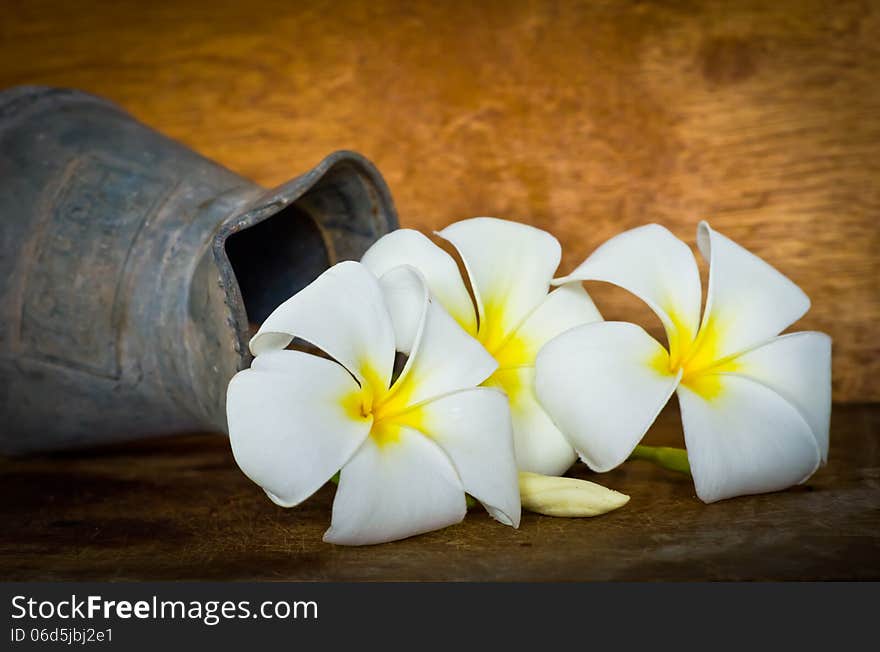 White Plumeria