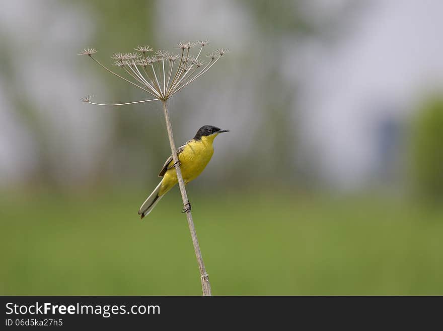 Western Yellow Wagtail &x28;Motacilla flava&x29;.