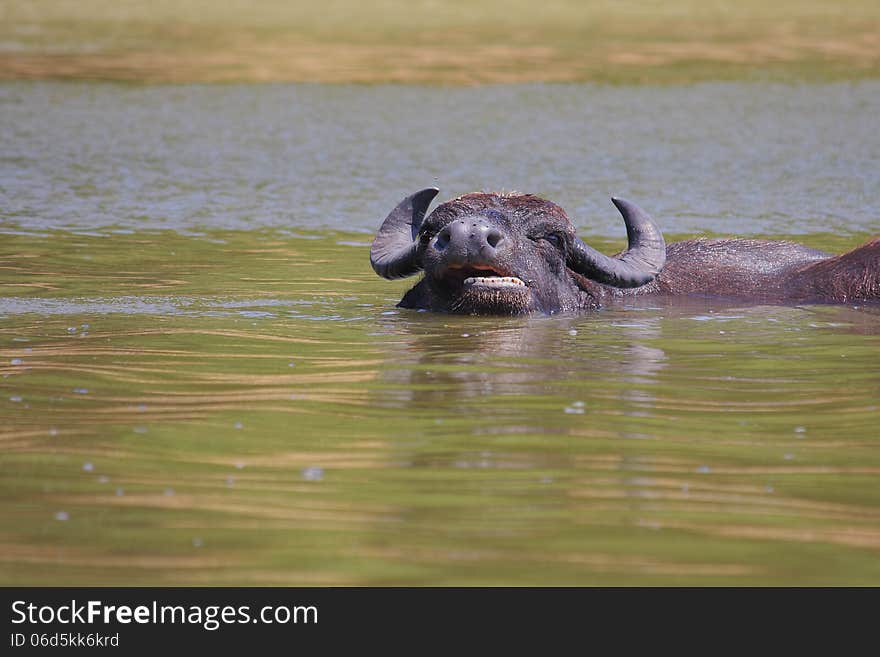 Water buffalo or domestic Asian water buffalo (Bubalus bubalis) bathe in the water. Water buffalo or domestic Asian water buffalo (Bubalus bubalis) bathe in the water.