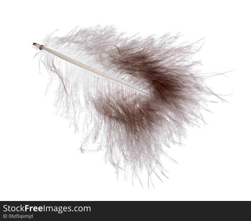 Dark grey fluffy feather isolated on white