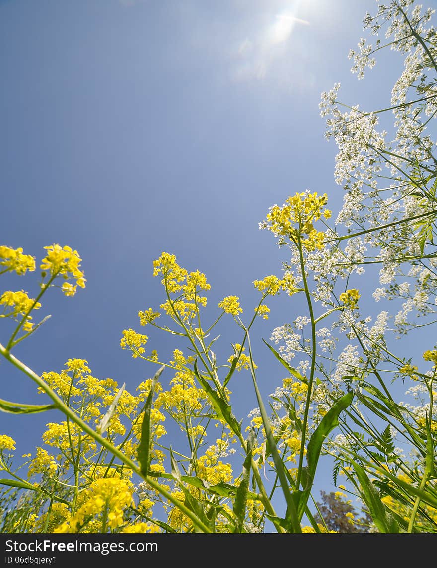 Summer yellow and white wildflowers on blue sky