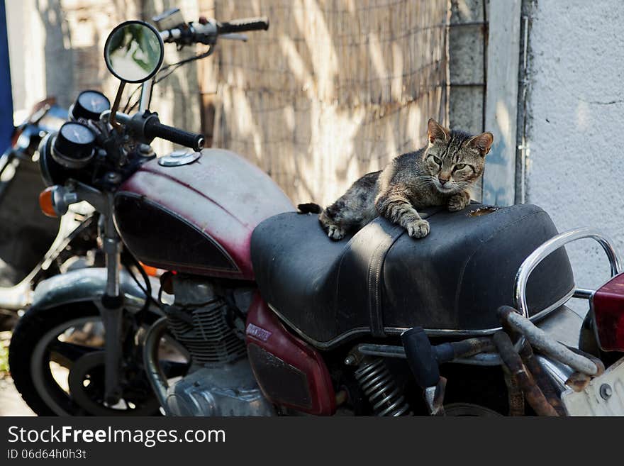 Cat on a bike