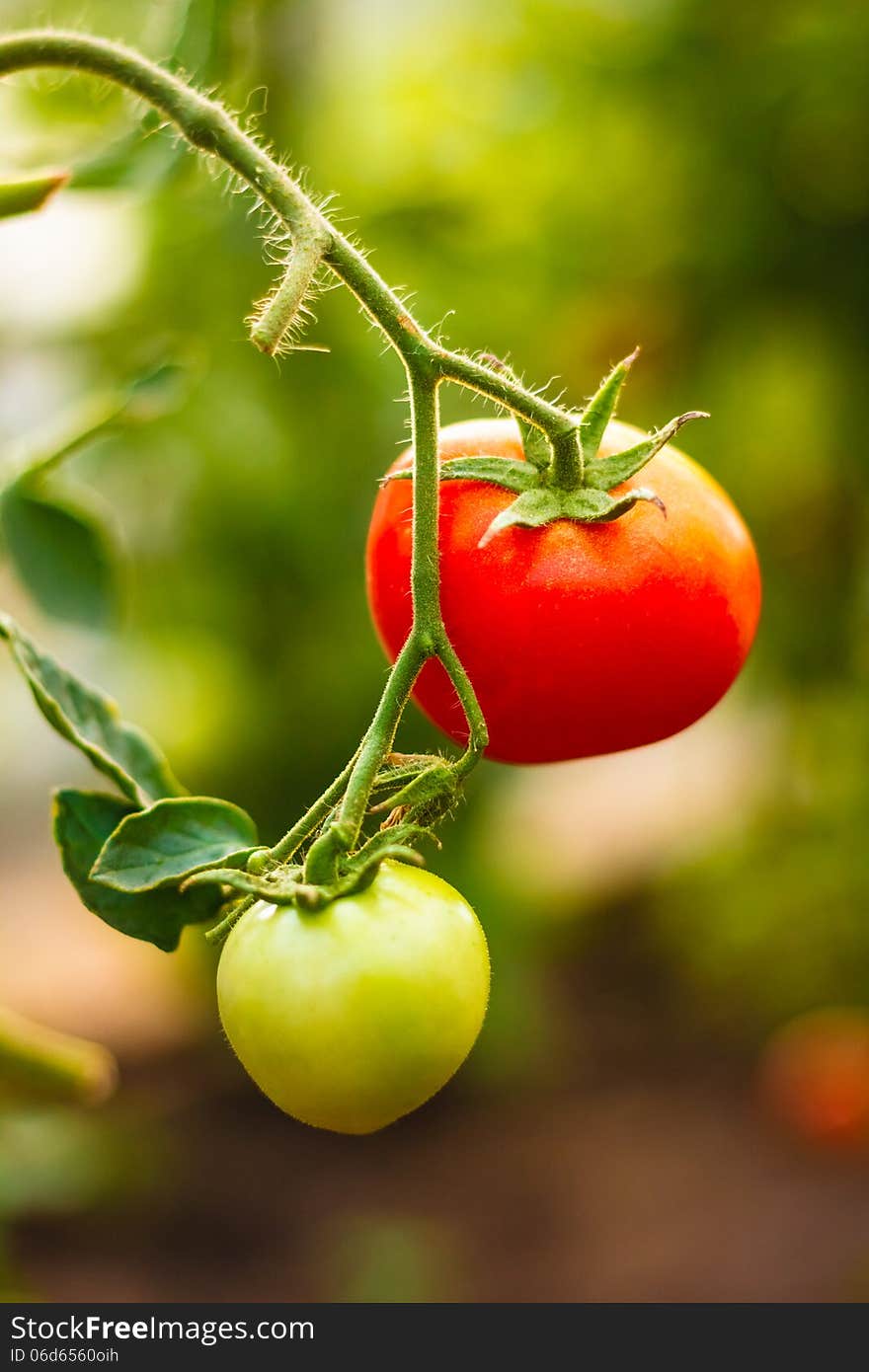 Fresh Red And Green Tomatoes