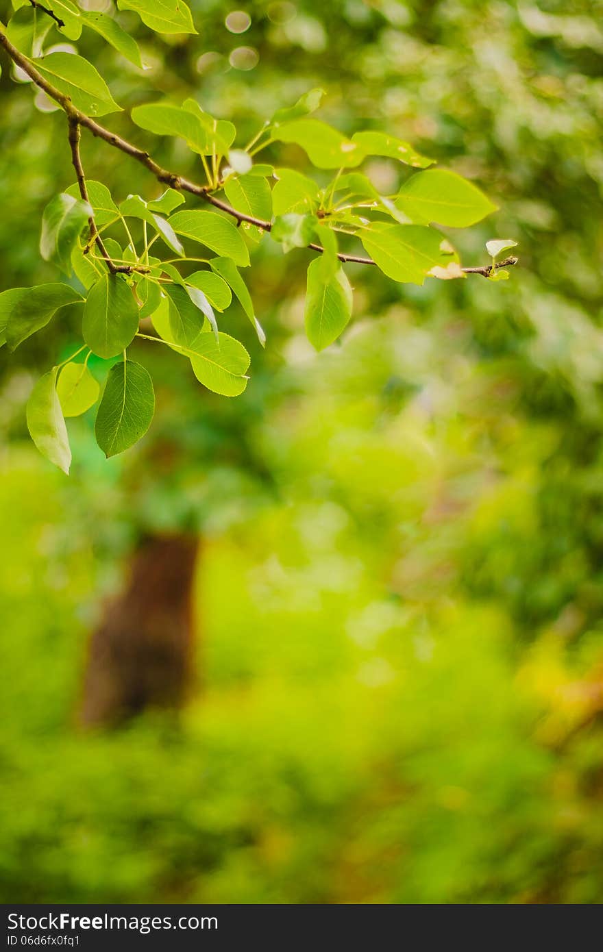 Spring forest background