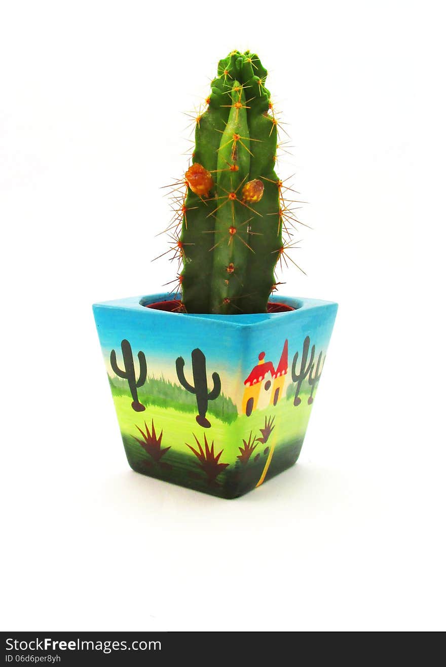 Cactus with orange flowers