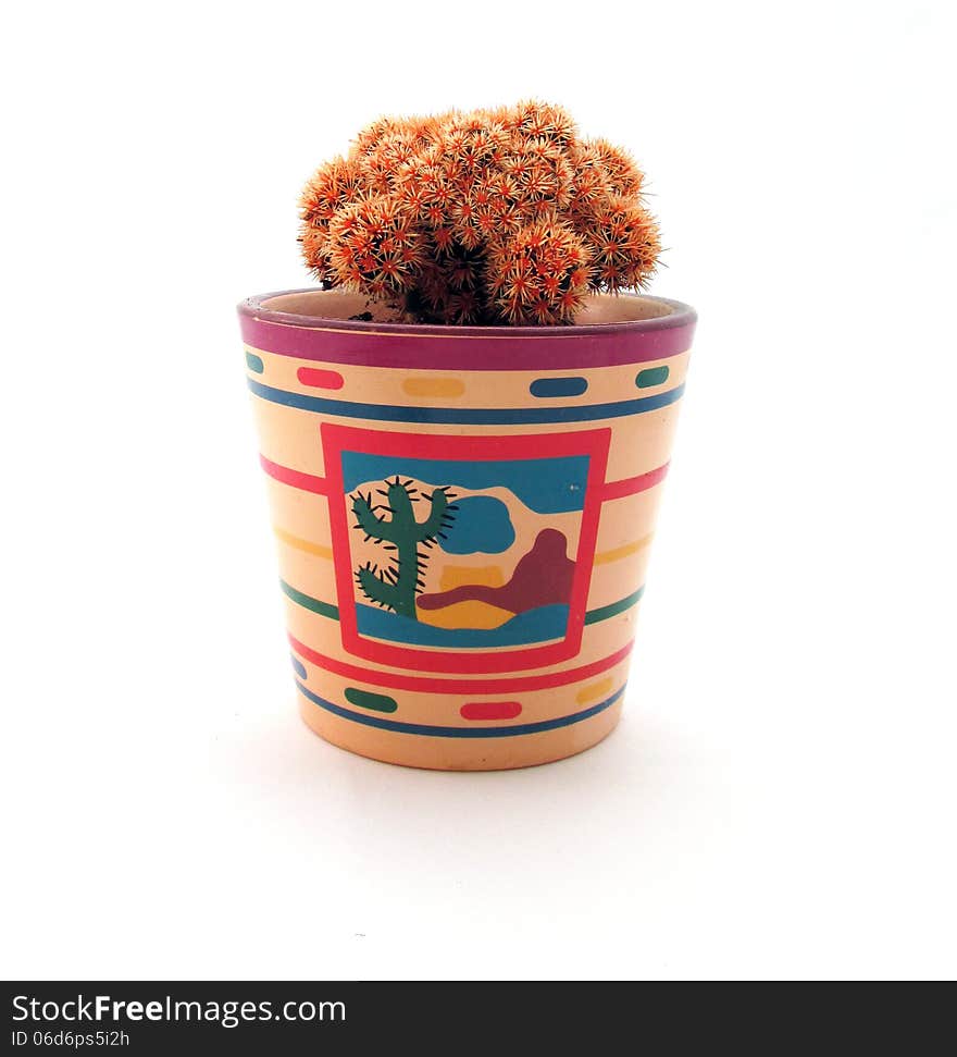 Single cute cactus pot on white background