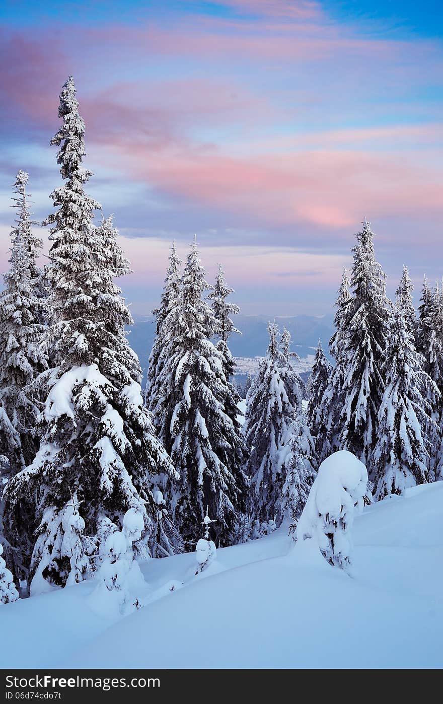 Evening In The Winter Forest