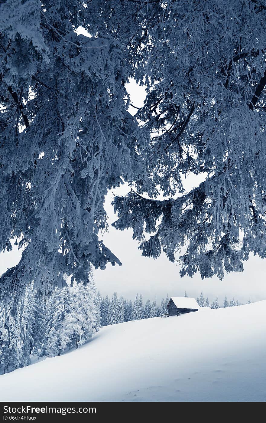 Winter landscape with a hut on the hill. Fir forest covered with snow. Carpathian mountains, Ukraine, Europe