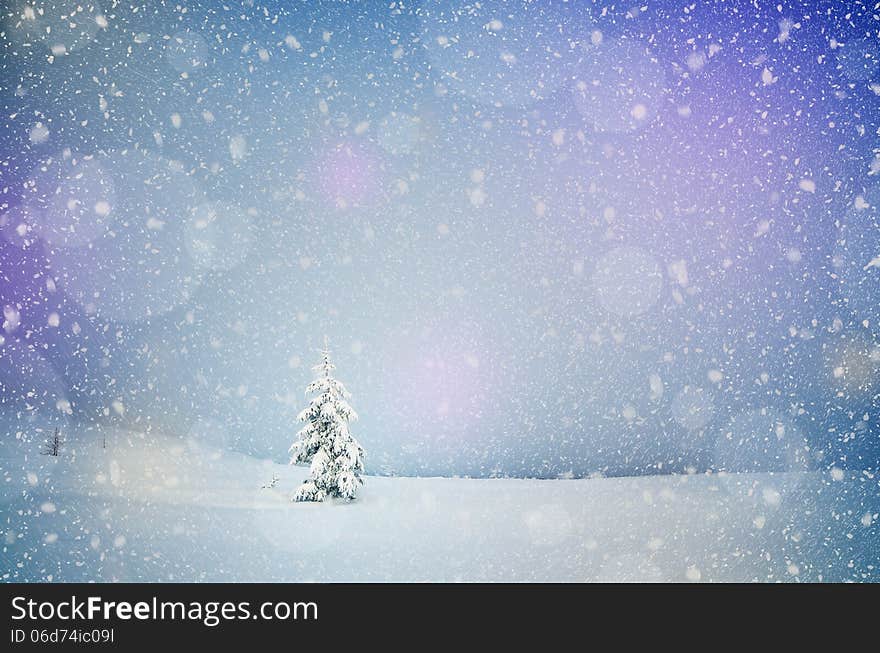 Winter landscape with snow-covered fir-tree in a lonely mountain valley. Christmas theme with snowfall. Winter landscape with snow-covered fir-tree in a lonely mountain valley. Christmas theme with snowfall