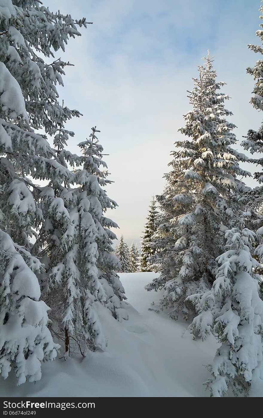 Snow-covered forest in the mountains in winter. Snow-covered forest in the mountains in winter