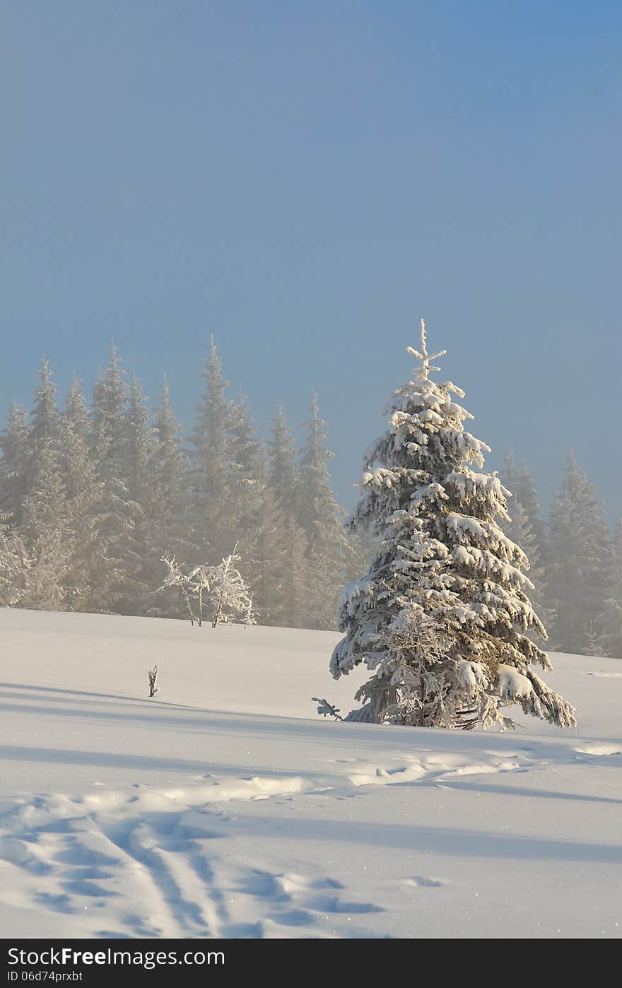 Winter Landscape