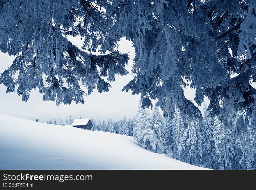 Winter landscape with a hut in a mountain valley. Fir forest covered with snow. Carpathians, Ukraine, Europe